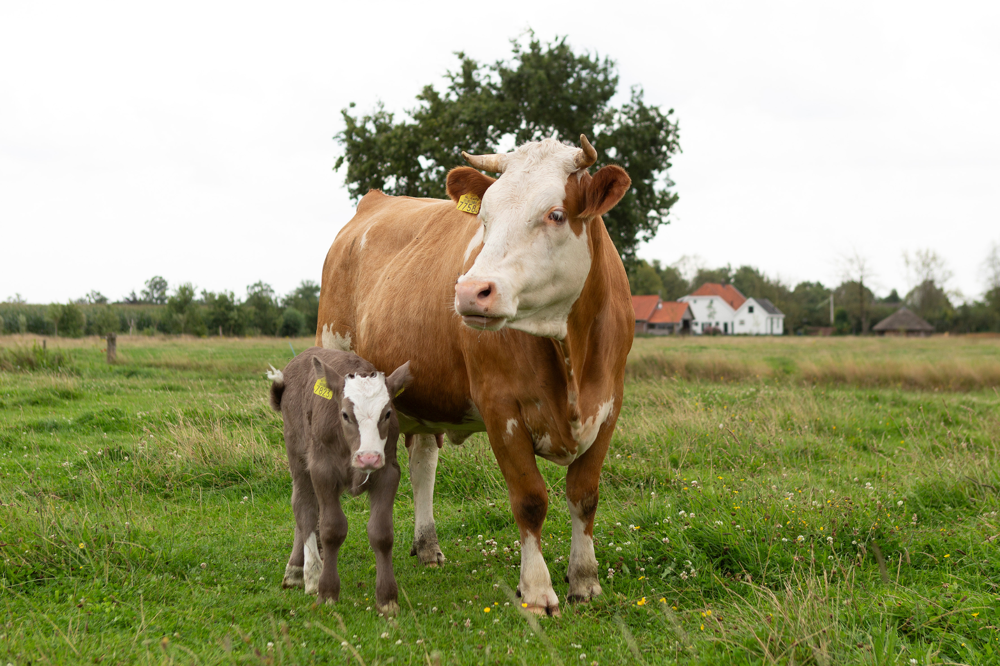 Waarom rauwmelkse producten zoveel smaak hebben
