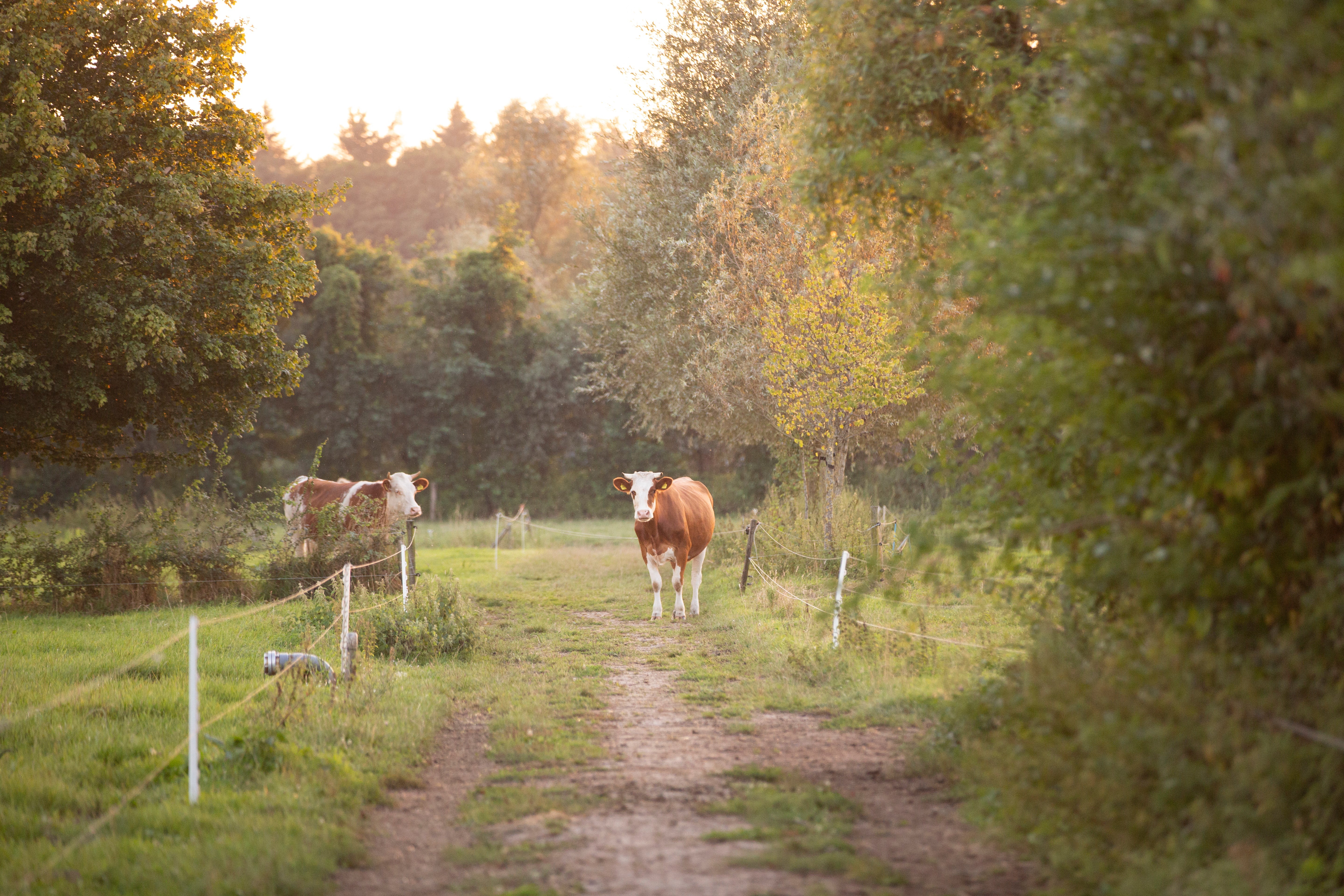 Van bodem tot bord: hoe een biodynamische boerderij werkt