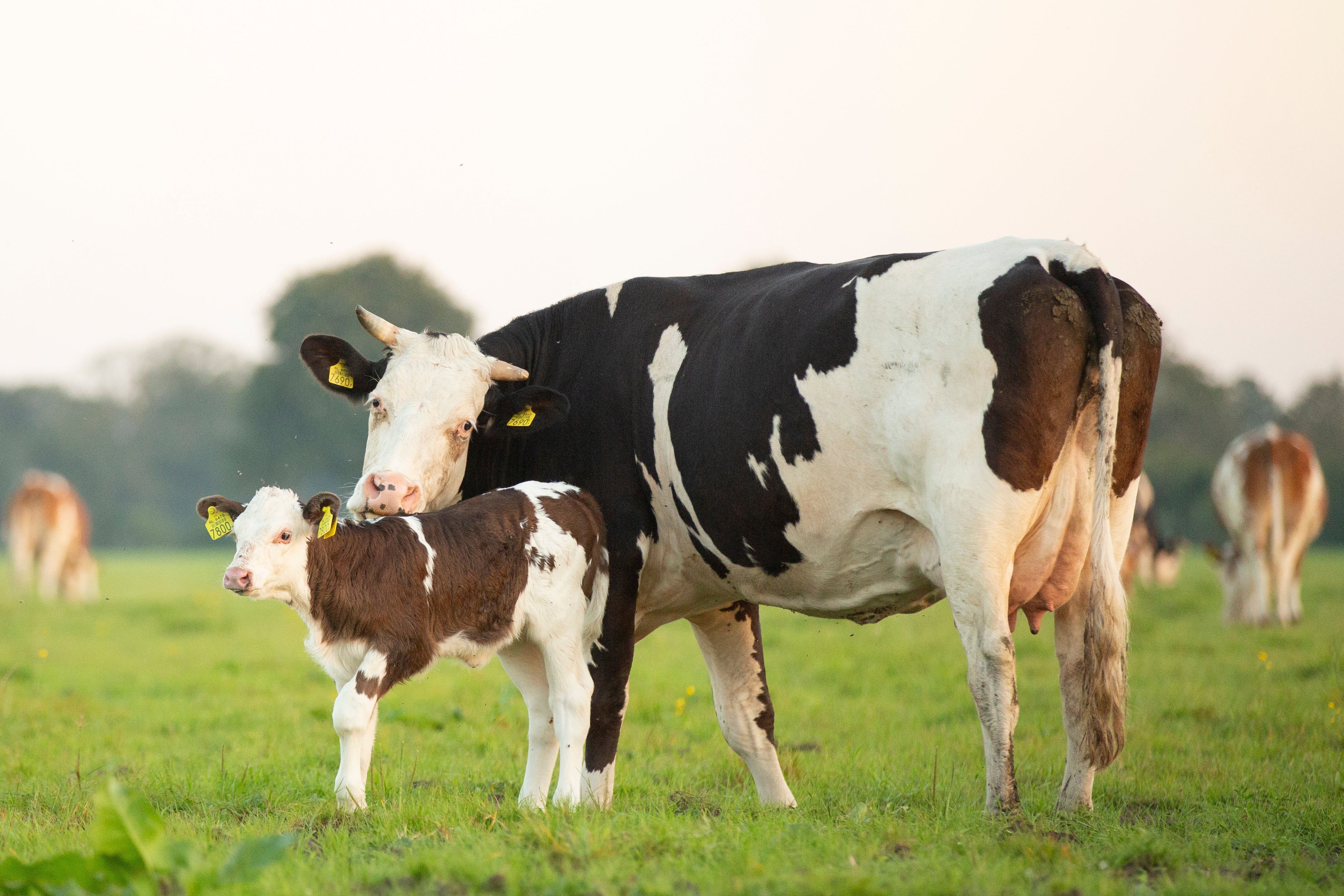 Hoe het is om te boeren met kalfjes bij de koe