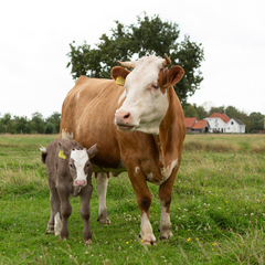 Collection image for: Cadeaubonnen & Waardebonnen