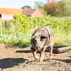 Collection image for: Varkensvlees