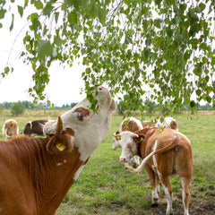 Collection image for: Grasgevoerd Rundvlees