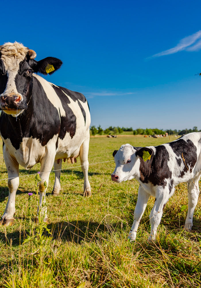 <h1><strong>Kaaspost van Ruimzicht</strong></h1><h2><strong>Kaas met een verhaal. Rechtstreeks van onze boerderij.</strong></h2>