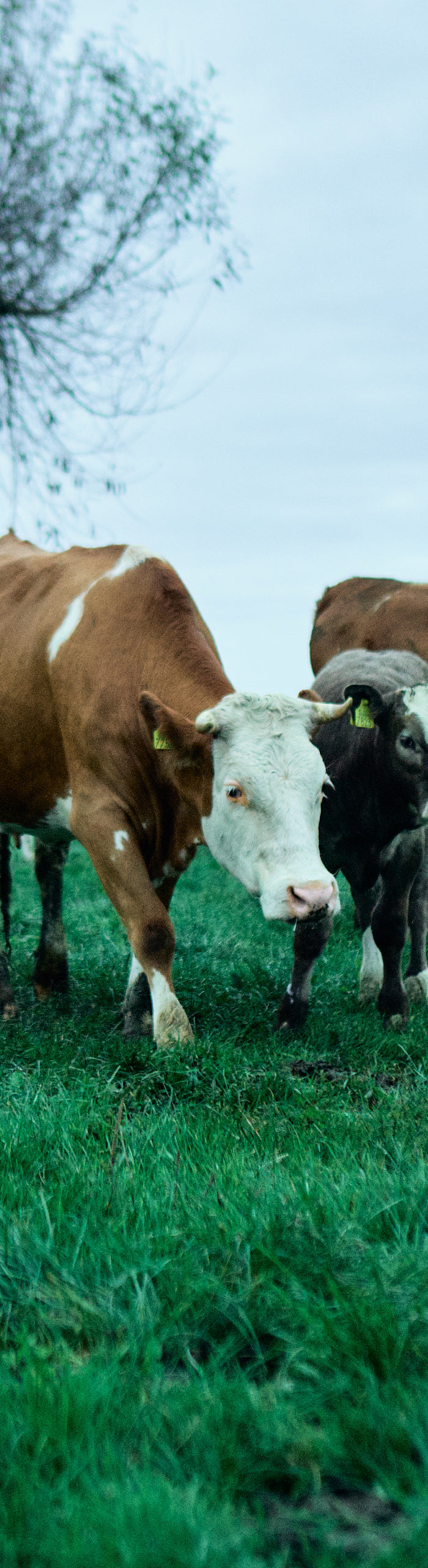 <h1>Gekoeld van Ruimzicht</h1><h2>Verantwoorde producten, rechtstreeks van het erf</h2>