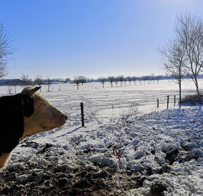 <h2>Geef een cadeau dat goed voelt. Voor jou, voor de natuur, voor de wereld</h2><h5></h5>