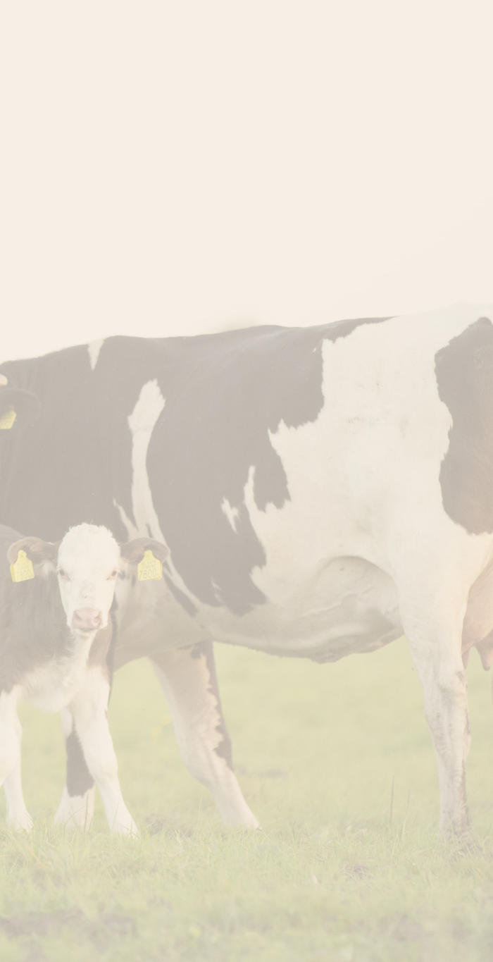 <h1>Hoe kunnen we je helpen?</h1>